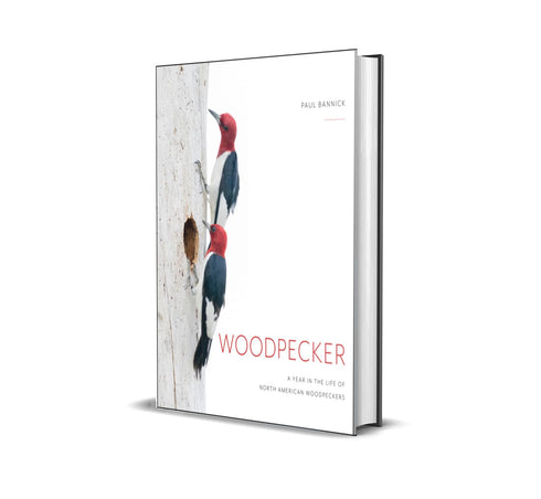 WOODPECKER: A YEAR IN THE LIFE OF NORTH AMERICAN WOODPECKERS - BANNICK. PAUL